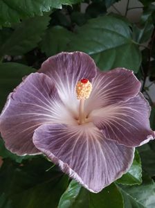 Moorea Mangy Blue