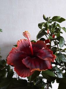 DP s Lucky in Summer