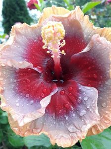 DP s Lucky in Summer