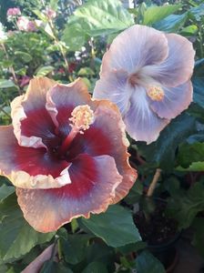 DP s Lucky in Summer & Silver Memories