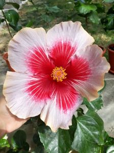 DP s Passion Dream