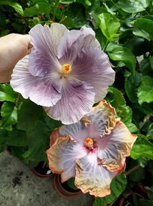 Moorea Mangy Blue & Creole Lady