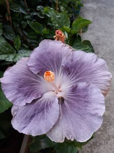 Moorea Mangy Blue