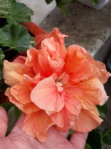 Classic apricot