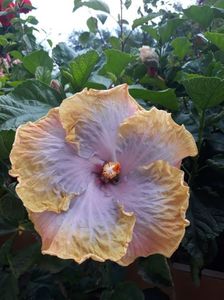 Creole Lady - pm