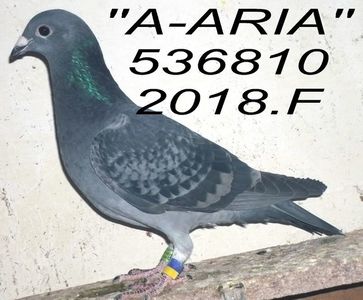 2018.536810 ATAA+ -+