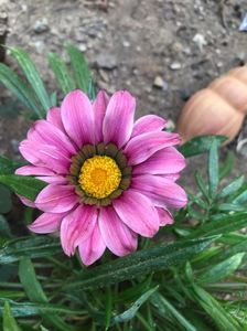Gazania