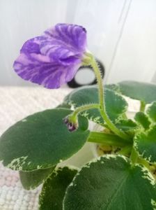 1 oct