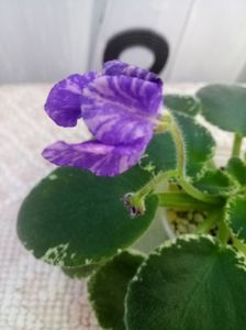 1 oct