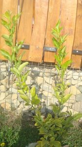 lamai trifoliat