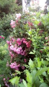 IMG-20190604-WA0005