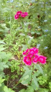 IMG-20190604-WA0008