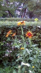 IMG-20190605-WA0002