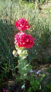 IMG-20190606-WA0007