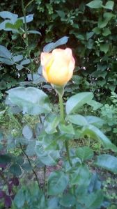 IMG-20190614-WA0003