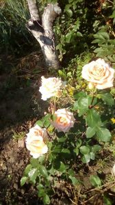 IMG-20190616-WA0008