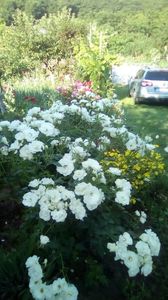 IMG-20190616-WA0016