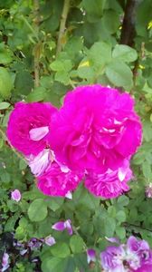 IMG-20190616-WA0017