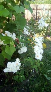 IMG-20190616-WA0018