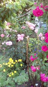 IMG-20190616-WA0021
