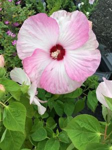 LUNA PINK SWIRL