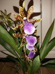 Zygopetalum Sensation