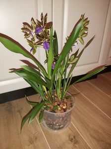 Zygopetalum Sensation