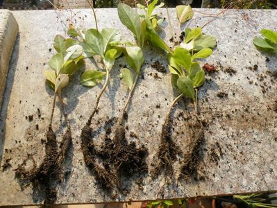 Talinum paniculatum  30 BUCATA