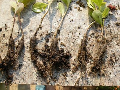 detaliu caudex talinum