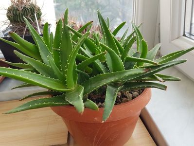 Aloe vera; Sunt 7 - 8 buc individuale. In iunie le-am pus toate in acelasi ghiveci. Se dau individual  in functie de marime, la pretul de 6 -12 lei.
