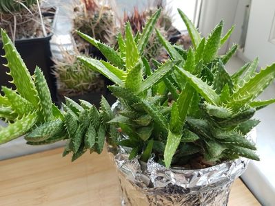 Aloe squarosa; 15 lei toata
