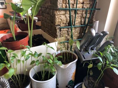 3C8123DA-EFA6-4526-8A26-6EB4DAD2E9FE