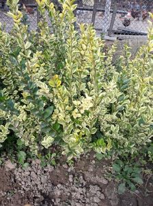 Ligustrum Ovalifolium 25; Lemnul câinesc auriu este un arbust bogat, veșnic verde, cu creștere medie, verticală. Este special datorită frunzelor în doua culori, verde închis în interior și galben auriu pe margini. Florile sunt
