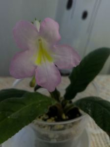 1 oct