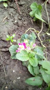 Curajoasa primula :)