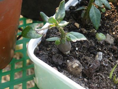 pachipodium bispinossum 25