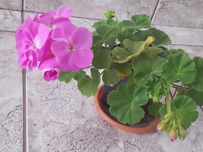 Blue Wonder, o frumusete cu flori mari