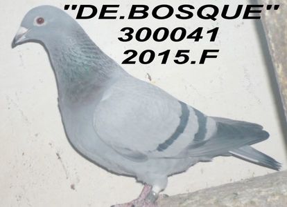 2015.300041BOSQUE -BUN COD