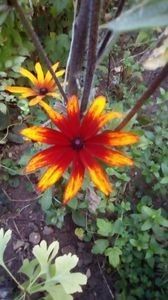 Epuizat - Rudbeckia hirta Cappuccino (Black-Eyed Susan)