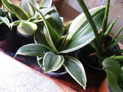 jade pagoda