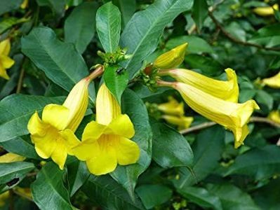 allamanda