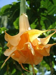 angels_orange_drop