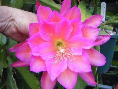 ambrosia