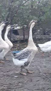 VideoCapture_20191103-224741