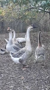 VideoCapture_20191103-224823