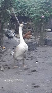Chinezesc inalt