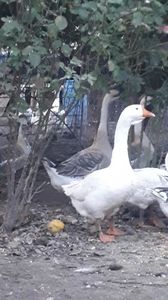 VideoCapture_20191103-225614