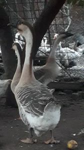 VideoCapture_20191103-225704