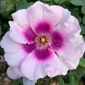 Eyes-For-You-Persica-Hybrid-Rose-1