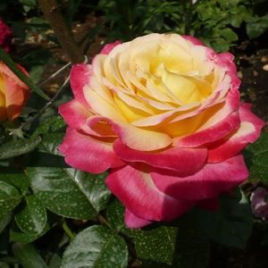pullman-orient-express-trandafir-urcator-3_20